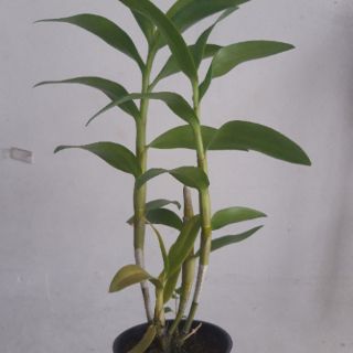 Denro nắng Alba