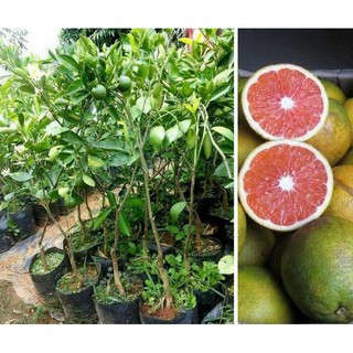 Cây giống cam cara không hạt