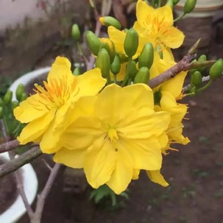 Mai giảo phú tân đế quái chịu lạnh trồng miền bắc