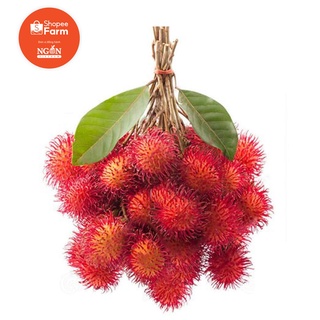 [HCM] Chôm Chôm Thái Ngọt - Shopeefarm