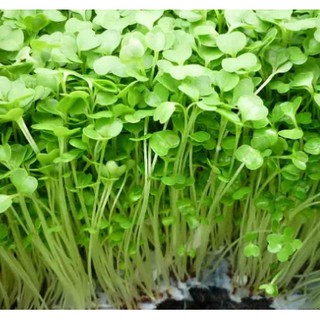 20 Gam Hạt Giống Rau Mầm Cải Xanh Đà Lạt