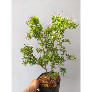 Linh Sam siêu bông dạng phôi