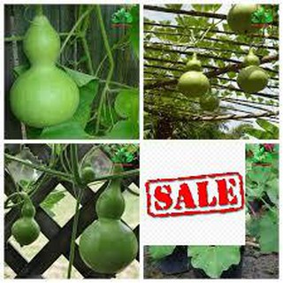 Gói 10 hạt giống bầu hồ lô mini sale