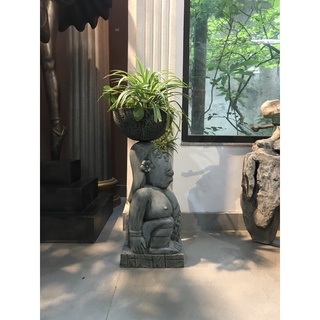 Cây cỏ bạch chỉ