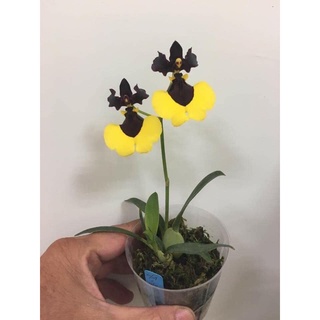 Hoa lan vũ nữ phù thủy hàng giống