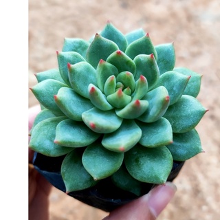 Sen đá bầu đen MINI SIÊU CUTE - Vườn ĐÀ LẠT