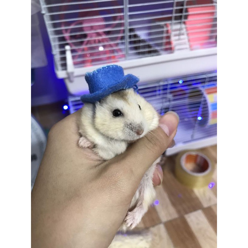 Mũ cao bồi cho Hamster