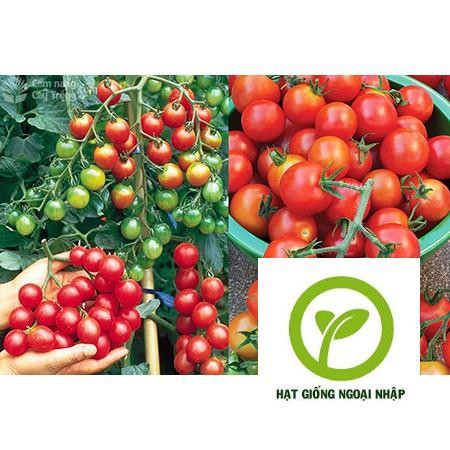 Gói 30 hạt giống cà chua cherry chuỗi ngọc siêu ngọt HAT F1