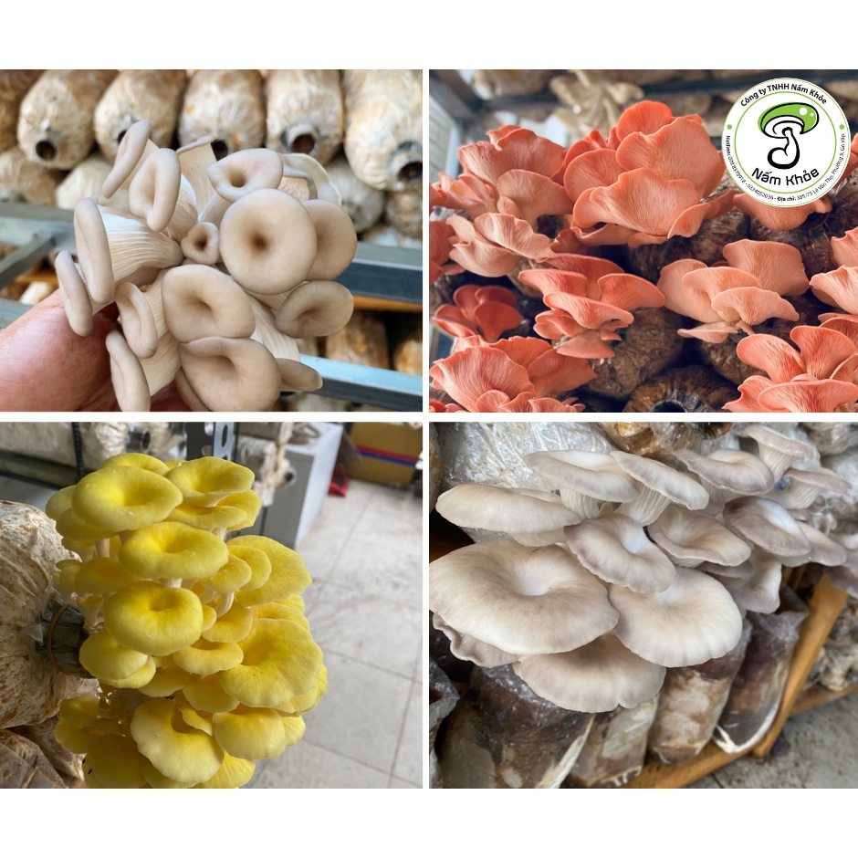 Combo 6 Phôi Nấm Ngắn Ngày (BNX, HK, ST) - Nấm Khỏe