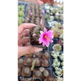 Xương rồng mami móc câu hoa tím