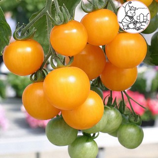 HẠT CÀ CHUA BI CHERRY VÀNG F1 - GÓI 0,1 GRAM