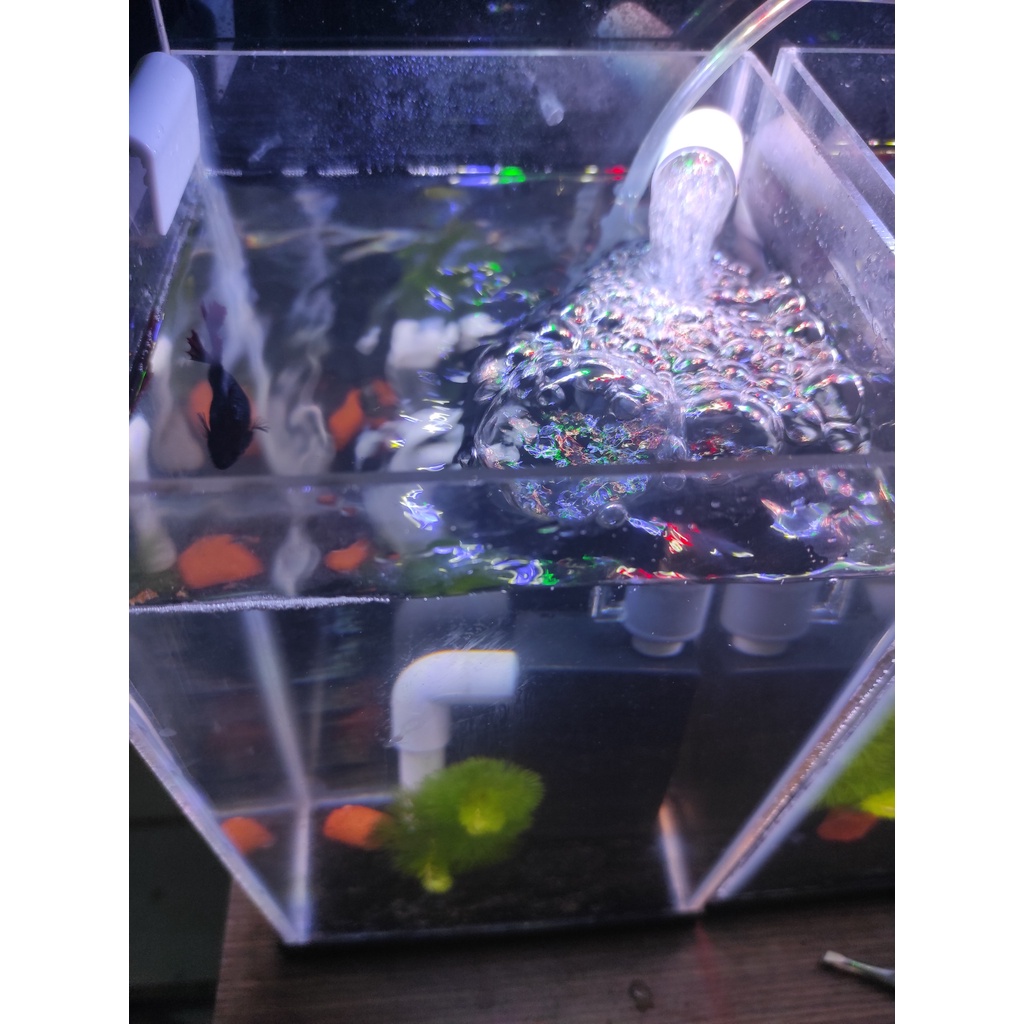 Lọc bio vi sinh cho bể cá mini