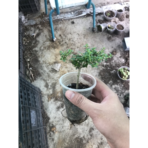 sam hương mini táng mịn