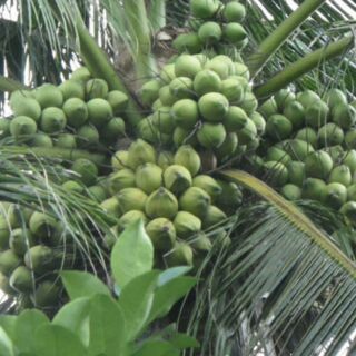 Cây giống Dừa Dây, Xiêm Lùn, Dừa Dứa