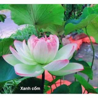 Củ sen thái giống- 12 loại- cho hoa sau 1 tháng trồng