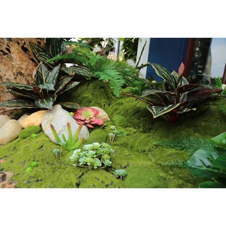 Tấm rêu trang trí