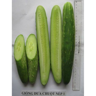 Hạt giống dưa chuột nếp quả dài chịu lạnh