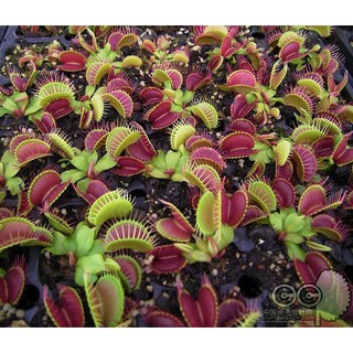 Cây bẫy kẹp , cây bắt mồi Venus Flytrap