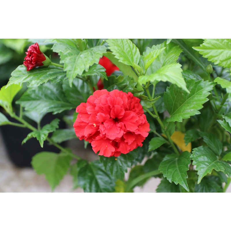CÂY HOA DÂM BỤT CÁNH KÉP( CÂY CAO 40-45CM)- có 3 màu đỏ - hồng - tím