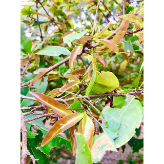 PHÂN BÓN BUNG ĐỌT RA RỄ- CHAI 1Lit