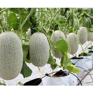 [GIÁ GỐC] Hạt giống Dưa lưới xanh quả oval - 10 hạt