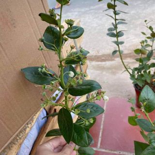 Cây việt quất tứ đang trái