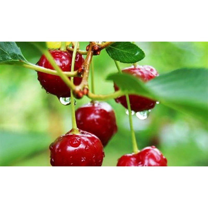 Cây Giống Cherry Brazil Chịu Nhiệt (50-60 cm) Chuẩn F1