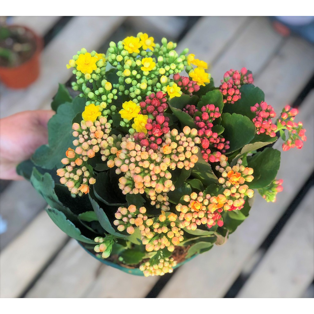 Chậu hoa Sống Đời Hasfarm 3 màu