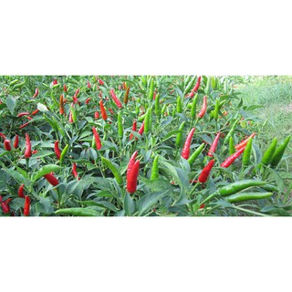 Hạt Giống Ớt Chỉ Thiên