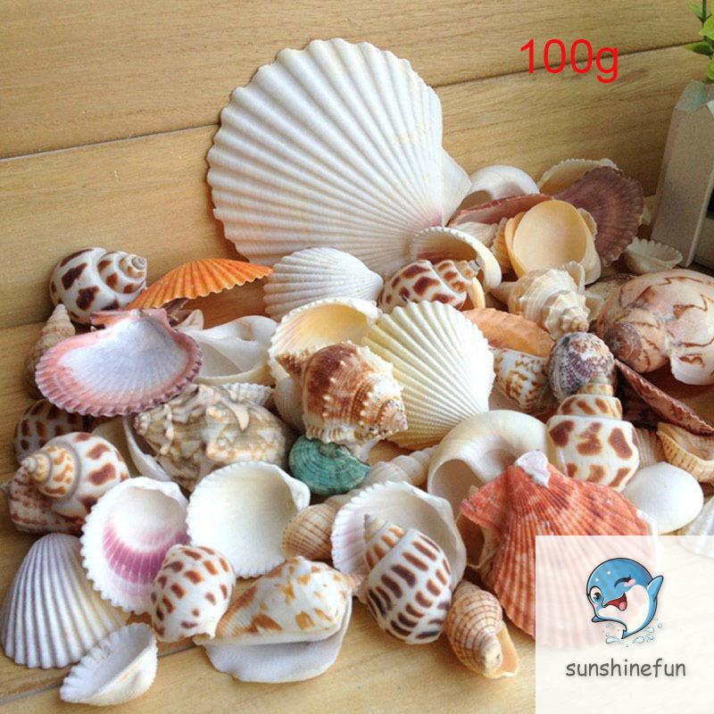 100G Vỏ Sò / Ốc Biển Trang Trí Bể Cá