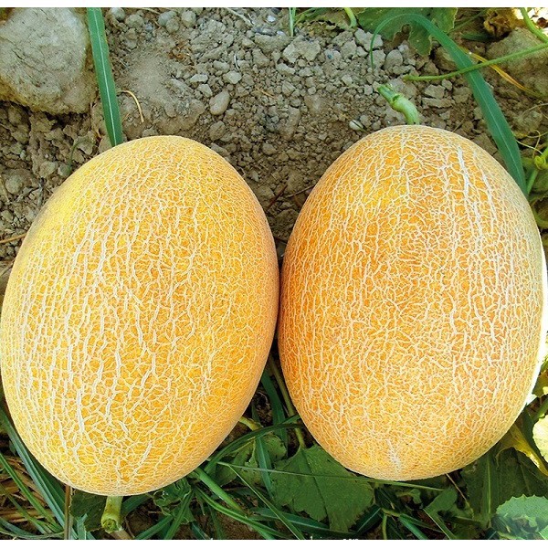 Hạt Giống Dưa Lưới Vàng Chịu Nhiệt  - Giòn Ngọt, Giàu Vitamin, Năng Suất Cao - MUA 3 TẶNG 1 CÙNG LOẠI