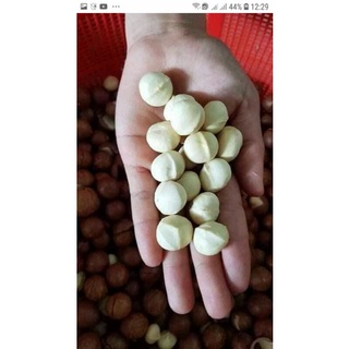 500GR MACCA ĐAKLAK HÀNG DATE LUÔN MỚI