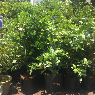 Cherry cây đã ra trái 1 mùa rất xinh