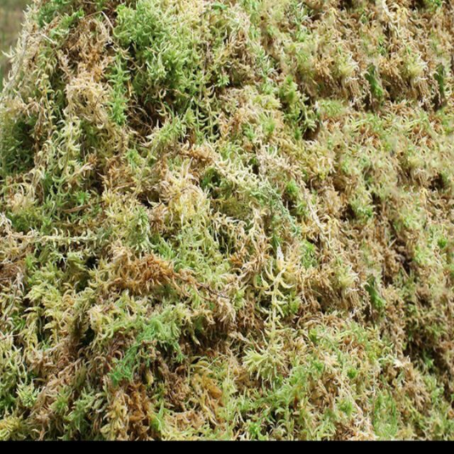 500g rêu rừng trồng lan