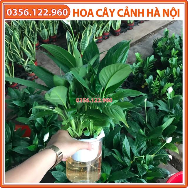 Chậu lan ý thuỷ canh