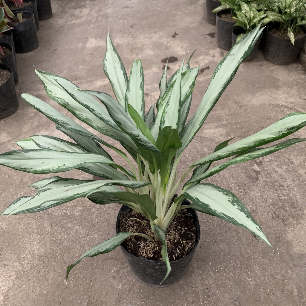 Cây giữ tiền cao 40cm, xum xuê nhiều nhánh lá tươi tốt quanh năm, cây phong thuỷ trồng trang trí nội thất và ban công