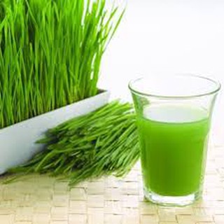 1 kg Hạt Giống Mầm Lúa Mạch - Cỏ Lúa Mỳ