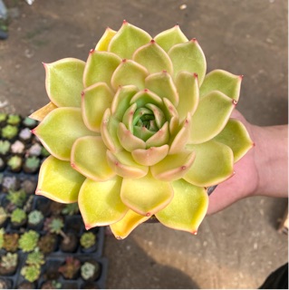 SEN ĐÁ ĐẾ VƯƠNG VÀNG 8-12cm