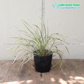Cây cao cẳng sọc (lan chi lá dài)