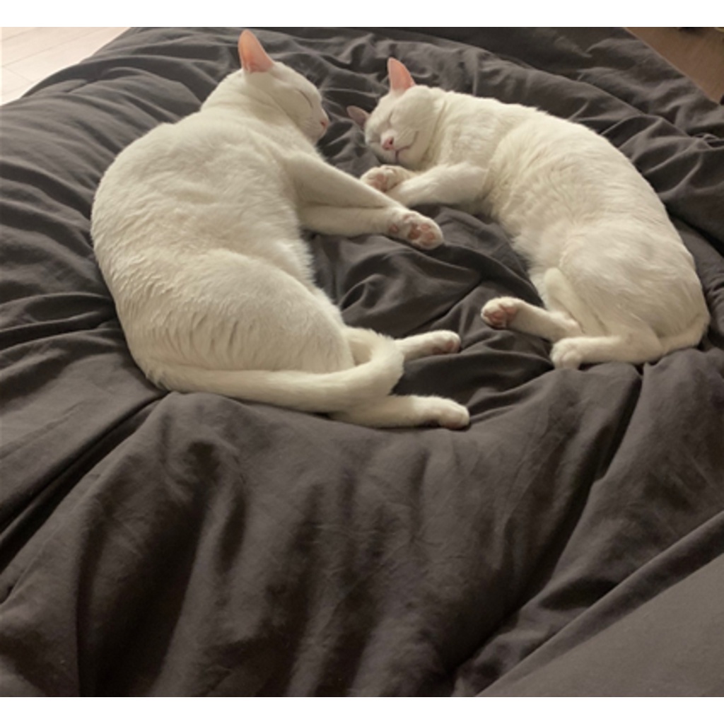 Máy Hút Bụi Diệt Khuẩn HONS 2100 | Diệt Khuẩn Chăn Ga Bằng Tia UV