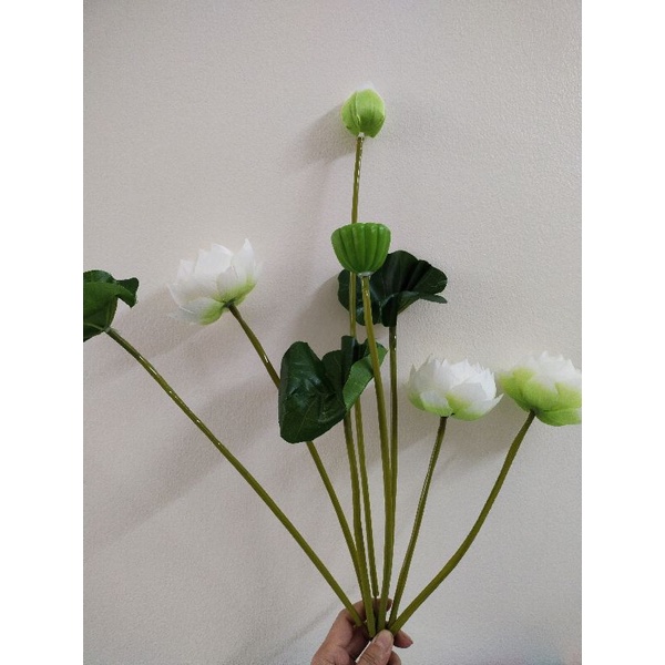 Cây hoa sen giả, hoa sen thái loại đẹp cao 72cm, 60cm, 45cm