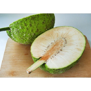 CÂY GIỐNG CÂY SA KÊ (cây bánh mỳ)
