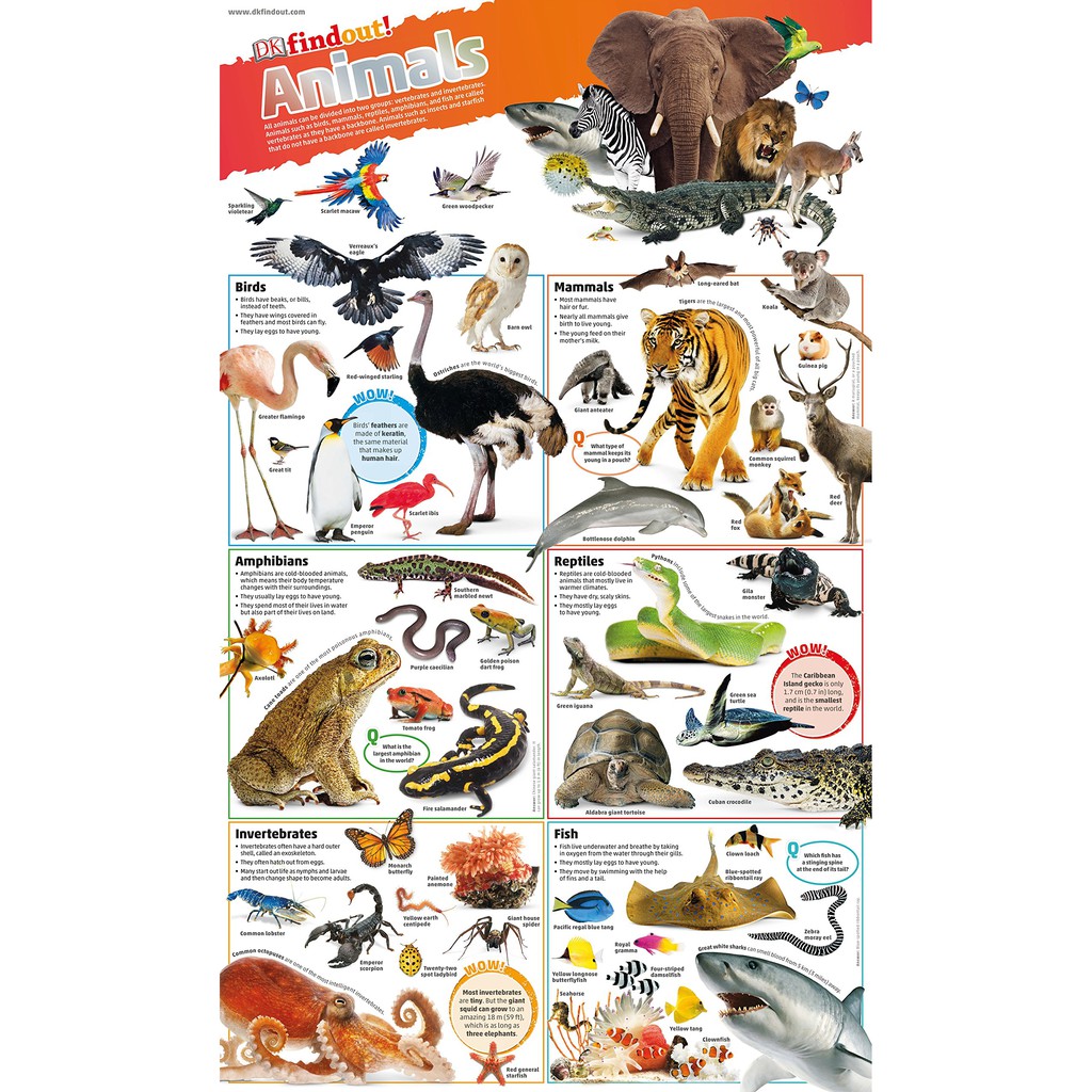 Sách : DKfindout! Animals Poster