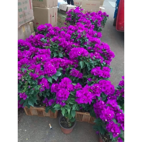 Hoa giấy tím pháp