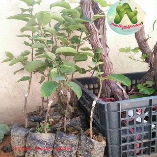 Cây giống Lê vàng