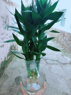 Chậu Phát Tài Búp Sen