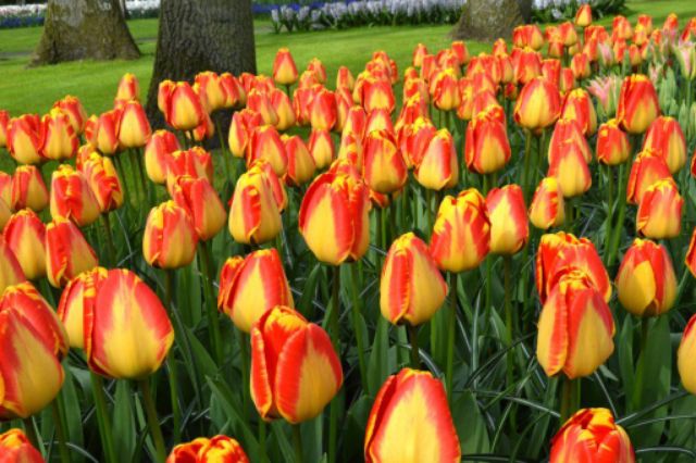 Củ hoa tulip màu vàng viền đỏ nhập khẩu hà lan