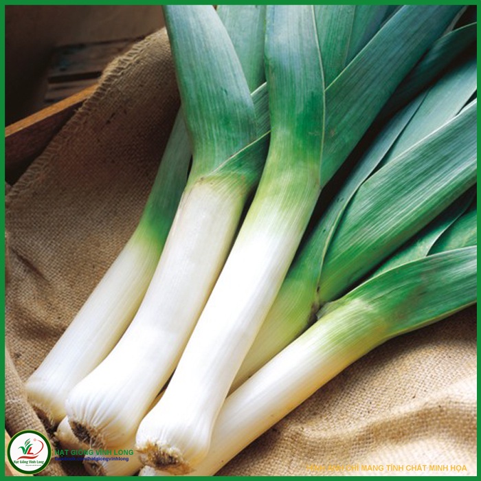 Hạt Giống Tỏi Tây Ý 100 hạt JL35