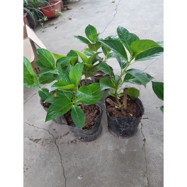 cẩm tú cầu hàng bầu ổn định ảnh thật