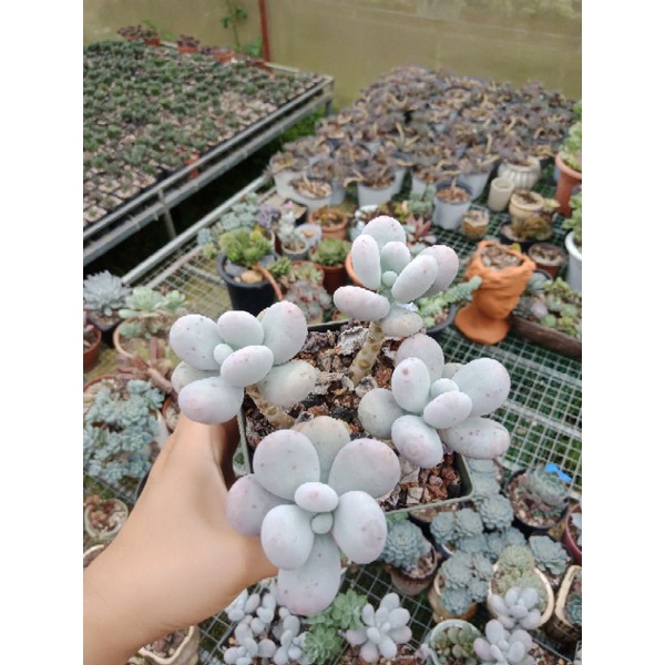 SEN ĐÁ SỎI TRÒN TRẮNG 350k/ Cây 4 ĐẦU